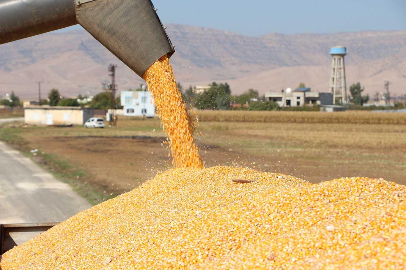 Mardin Ovası’nda mısır hasadı başladı